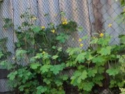 In the evening in the garden 2/16