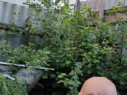 In the evening in the garden 9/16