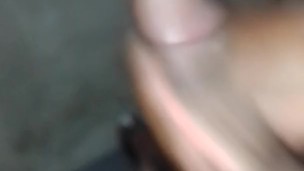 Erecta