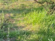 I watch a girl in nature who ends up sucking me and I cum on her small breasts before leaving 3/16