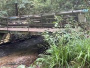 Petite salope tatouée se laisse prendre comme une chienne dans la forêt 2/16