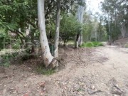 RISKY BLOWJOBS IN THE FOREST 6/16