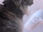 fluffy cat in winter 13/16