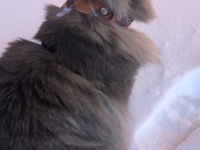 fluffy cat in winter 16/16