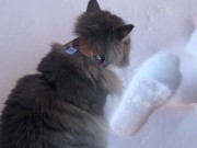 fluffy cat in winter 7/16