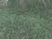 Cute girl sucking dick in public in popular spring park