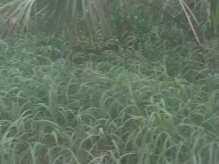 Cute girl sucking dick in public in popular spring park