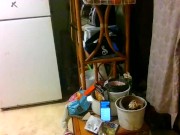 dj mollys pmv gooey glass animals 13/16