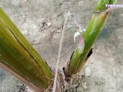 我在香蕉里撒尿感觉很好。 3🌱 6/16