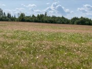 Красивый секс в ромашковом поле с минетом в начале 1/16
