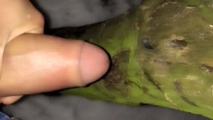 5th cum that day - on the tree