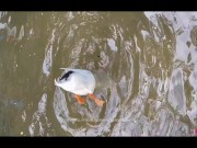 visito una granja, y consigo una morena sexi para follar 2/16