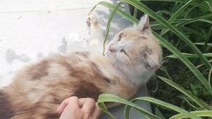 my cat