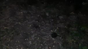 We fucked in my parents yard while they were in the house - Lesbian_illusion