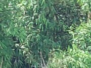 兩架直升機盤旋 1/16