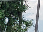 兩架直升機盤旋 11/16