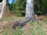 Spring sun fantasy - RosenlundX - HD 14/16