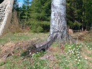 Spring sun fantasy - RosenlundX - HD 15/16