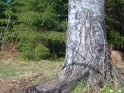 Spring sun fantasy - RosenlundX - Vertical 14/16