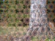 Spring sun fantasy - RosenlundX - Vertical 15/16