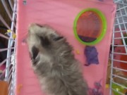 My dwarf hamsters wanna have fun too🤭 10/16