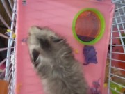 My dwarf hamsters wanna have fun too🤭 12/16