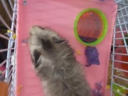 My dwarf hamsters wanna have fun too🤭 13/16