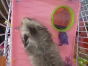 My dwarf hamsters wanna have fun too🤭 14/16