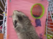 My dwarf hamsters wanna have fun too🤭 15/16