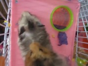 My dwarf hamsters wanna have fun too🤭 2/16