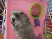 My dwarf hamsters wanna have fun too🤭 3/16