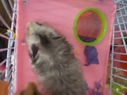 My dwarf hamsters wanna have fun too🤭 4/16