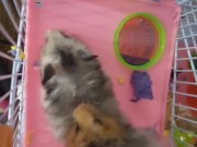 My dwarf hamsters wanna have fun too🤭 5/16