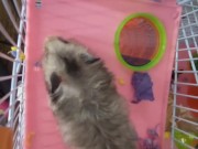 My dwarf hamsters wanna have fun too🤭 6/16