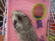 My dwarf hamsters wanna have fun too🤭 9/16