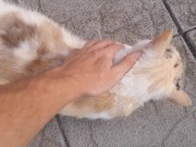 the beauty cat 10/16