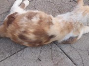 the beauty cat 11/16