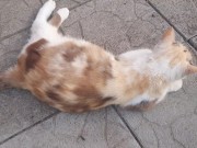 the beauty cat 12/16