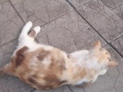 the beauty cat 13/16