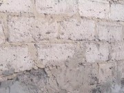 the beauty cat 14/16