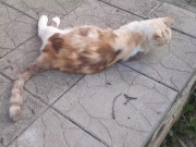 the beauty cat 16/16