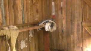 TRANS JERKING OFF A LOT OF CUM