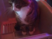 Kitten makes box to play in