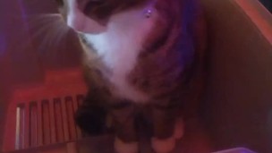 Kitten makes box to play in