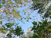 Eba Nagsinungaling kay Adan Nagsarili sa Maahas na Kagubatan -- OUTDOOR Scene 1/16