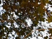 Мы отдалились от наших друзей в лесу, чтобы потрахаться - IkaSmokS - Screenshot 16 of 16 - HD
