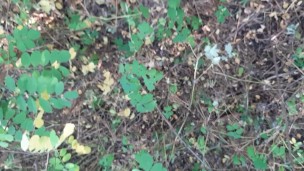 She licks my unshaven pussy in piss - Lesbian_illusion