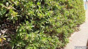 Fitness horny Couple Flaunts Nudity walking naked on Public Road - Sexy and Bold!