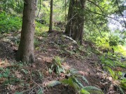 Four Pees on Four Trees 1/16