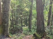 Four Pees on Four Trees 10/16